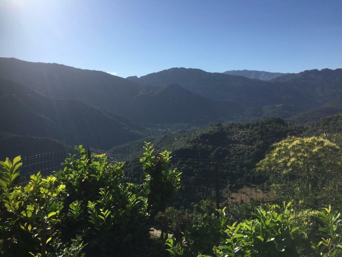 Gite , Maison De Vacances Avec Exterieur Et Terrasse Fleurie Meuble Tourisme 3 Etoiles Santa-Lucia-di-Tallano Dış mekan fotoğraf
